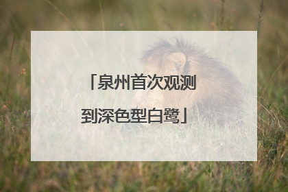 泉州首次观测到深色型白鹭